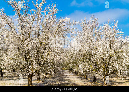 Almond Blossoms in Modesto California one of the water hungry crops of California's Central Valley. Stock Photo