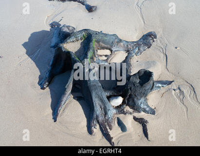Tree stump from an ancient forest revealed on the beach south of Amble, near Low Hauxley, Northumberland, England, UK Stock Photo