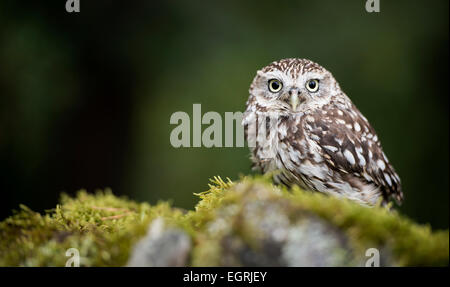Little Owl sat on mossy stones