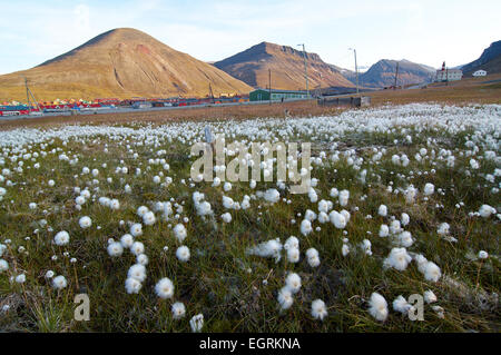 Arctic Cottongrass Stock Photo