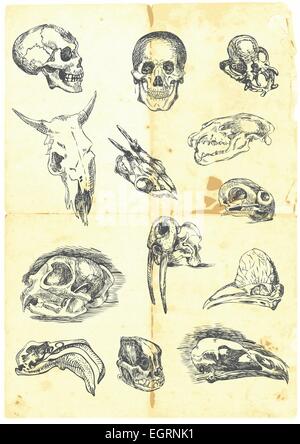 Hand drawn a large collection of various skulls. People, birds, prehistoric animals, mammals. Stock Vector