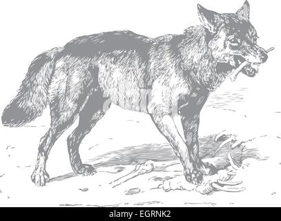 An hand drawn illustration - the wolf Stock Vector