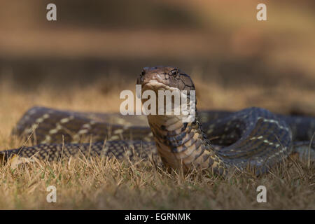 King cobra (Ophiophagus hannah) Stock Photo