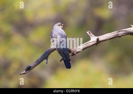 Common Cuckoo Cuculus canorus, male, perched in tree, Achladeri, Lesvos in April. Stock Photo
