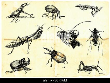 Hand-drawn collection. Beetles and insects. (Black line on the old paper.)Hand-drawn collection. Beetles and insects. (Black lin Stock Vector