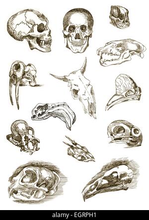 An hand drawn illustration - skulls set Stock Vector