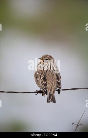 Corn bunting Miliaria calandra, perched on wire and singing, La Serena Plain, Spain in February. Stock Photo