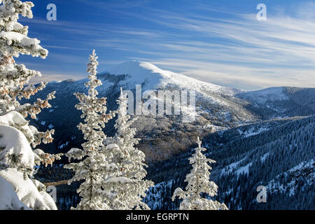 Snow covered trees and Santa Fe Baldy (12,622 ft.) from Ravens Ridge Trail, Santa Fe National Forest, New Mexico USA Stock Photo