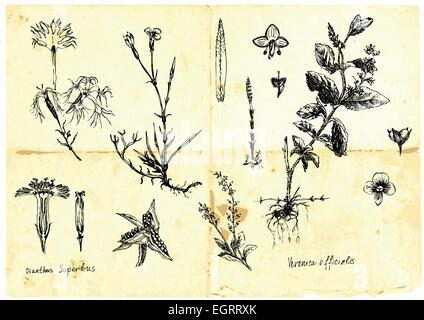 Hand-drawn collection. (Not just as a spring theme) - medicinal herbs and wild flowers meadows. Part 1 Stock Vector