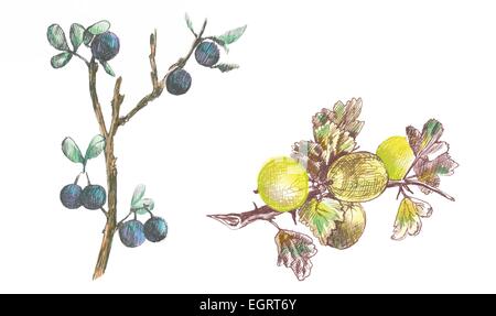 gooseberry and blackthorn - an hand drawing and coloring illustrations, pack Stock Vector