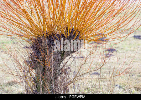 Osier willow Salix viminalis, pollarded willows, used in basketry, Willow stems Stock Photo