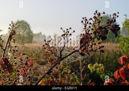 Autumn garden in morning with spider web. Stock Photo