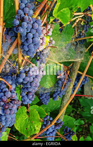 Grapes in Belarus. Stock Photo