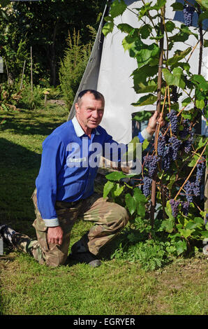 Grapes in Belarus. Stock Photo