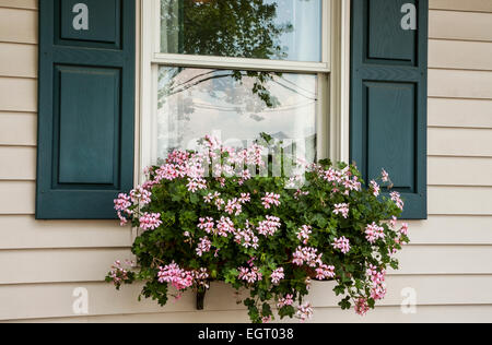 Close up pink Ivy Geranium in a windowbox garden flowerbox container in Lancaster County, Pennsylvania, USA, house spring garden window box Stock Photo