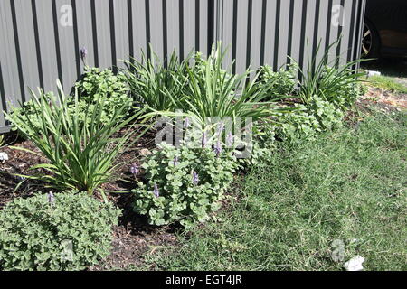 Lomandra grass and Dogbane Plectranthus caninus, Colues canina growing near metal fence Stock Photo