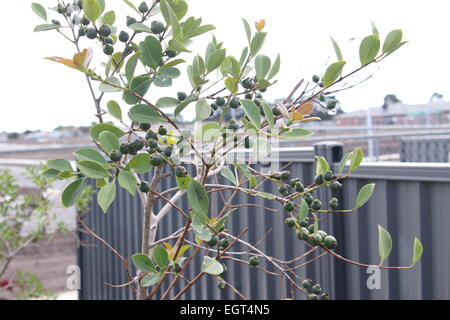 Young Cherry Guava, Psidium cattleianum on Tree Stock Photo