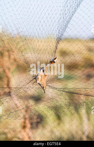 Rufous-tailed Scrub Robin (Cercotrichas galactotes) caught in mist net for research, Djoudj National Park, Senegal Stock Photo