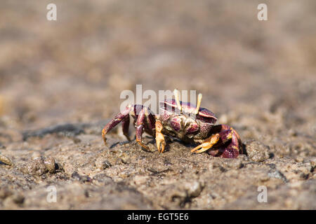 West African Fiddler Crab (Uca tangeri), adult female filtering sand, Sine-Saloum Delta, Senegal Stock Photo