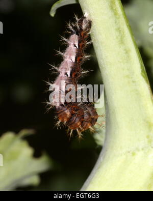Caterpillar of the European Comma Butterfly (Polygonia c-album) posing on a leaf while feeding Stock Photo