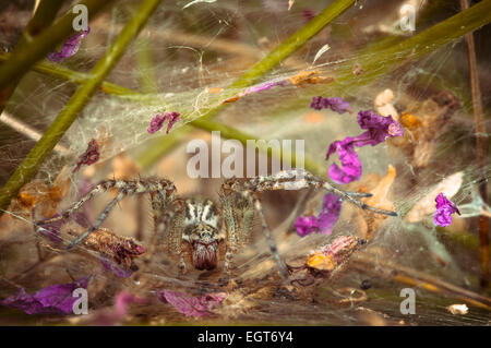 Labyrinth Spider (Agelena labyrinthica), in front of web entrance, Brandenburg, Germany Stock Photo