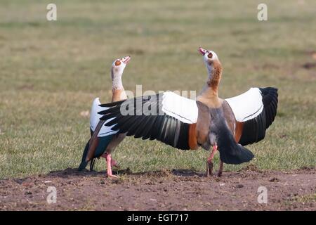Courting Egyptian Geese (Alopochen aegyptiacus), Hesse, Germany Stock Photo