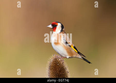 Goldfinch on Teasel plant Stock Photo