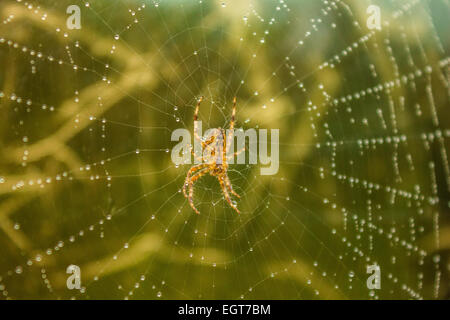 Spiders web with dew droplets and spider in the middle. Stock Photo