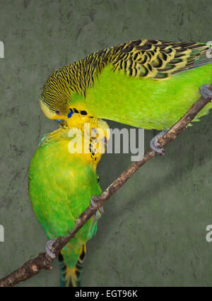 Two Green Budgies Kissing Stock Photo