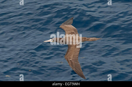 Brown booby, Sula leucogaster, in flight. Brown booby flying low over the sea. Dorsal view of brown booby in flight. Stock Photo