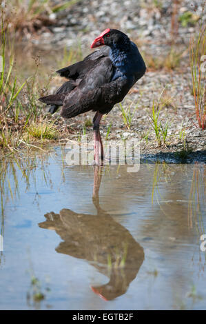 Pukeko (Porphyrio melanotus), Lake Matheson, Southern Alps, West Coast, South Island, New Zealand. Stock Photo