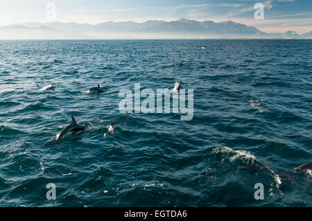 Dusky dolphins (Lagenorhynchus obscurus) in the South Pacific near Kaikoura, Canterbury, South Island, New Zealand. Stock Photo