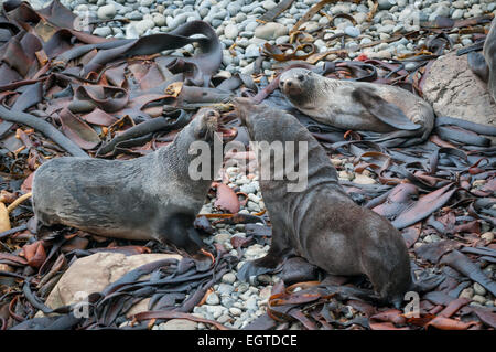 The New Zealand fur seal (Arctocephalus forsteri) (Kekeno) colony at Ohau Point, Canterbury, South Island, New Zealand. Stock Photo
