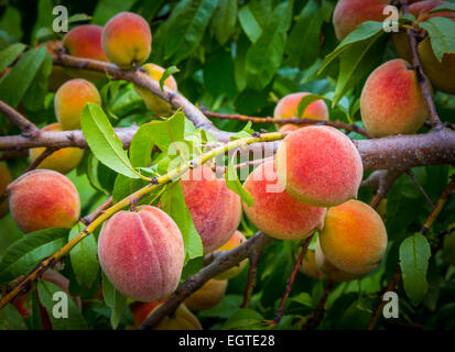 Peaches on tree branch in North Texas Stock Photo