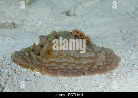 sea slug or dorid nudibranch (Asteronotus cespitosus) Bohol Sea, Cebu, Philippines, Southeast Asia Stock Photo