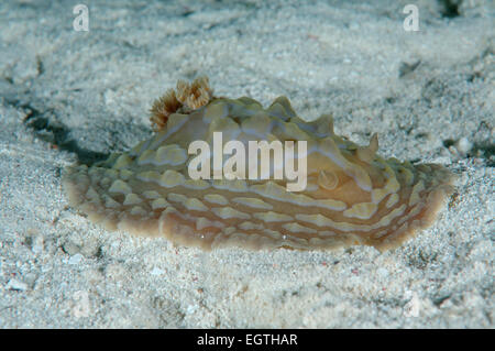 sea slug or dorid nudibranch (Asteronotus cespitosus) Bohol Sea, Cebu, Philippines, Southeast Asia Stock Photo