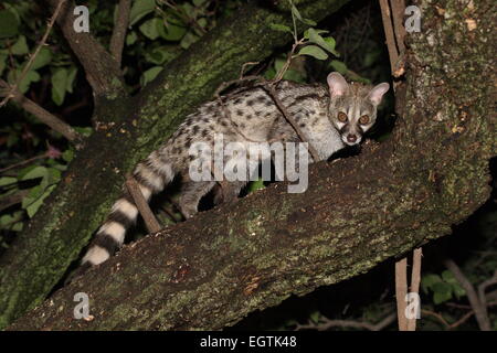 Female Large Spotted Genet in a tree - Johannesburg South Africa Stock Photo