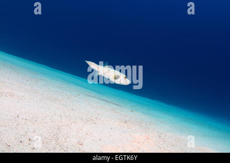 White-spotted puffer (Arothron hispidus) swims over a sandy bottom, Red Sea, Egypt, Africa Stock Photo