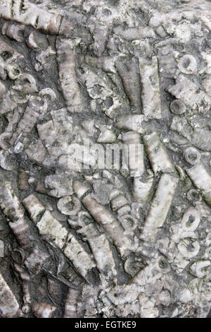 Crinoid Fossil Stems In A Sea-defence Groyne Rock at New Brighton, The Wirral, UK Stock Photo