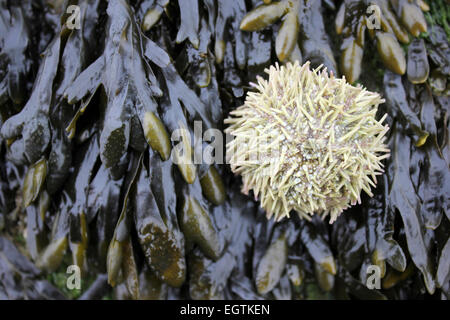 Green Sea Urchin Psammechinus miliaris On Spiral Wrack Fucus spiralis Stock Photo