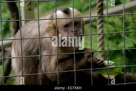 A rescued weeper capuchin monkey looks out from his cage at the Monkey Sanctuary in Looe, Cornwall, England