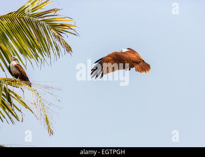 Brahminy kite (Haliastur indus) or red-backed sea-eagle, in flight coming in to land on a palm frond with second bird perching, Cochin, Kerala, India Stock Photo