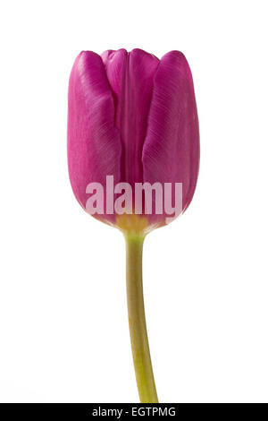 Beautiful purple tulip flower on white Stock Photo