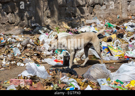 Thin, mangy stray dog scavenging in a filthy rubbish dump in a poor slum area of Chennai, Tamil Nadu, southern India Stock Photo