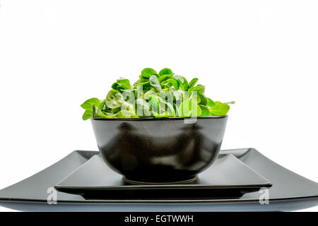 Valerianella locusta, corn salad, lamb's lettuce Stock Photo