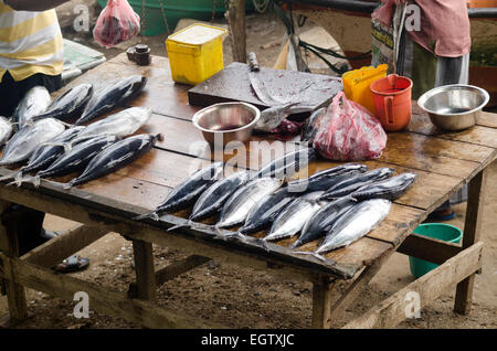 Fish market in Galle, Sri Lanka Stock Photo