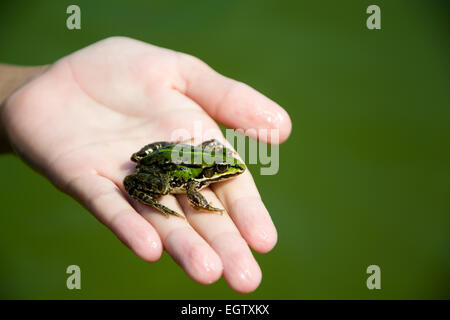 Frog on hand in pond Stock Photo