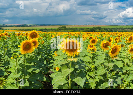 Classic Ukrainian rural landscape with sunflower fields Stock Photo