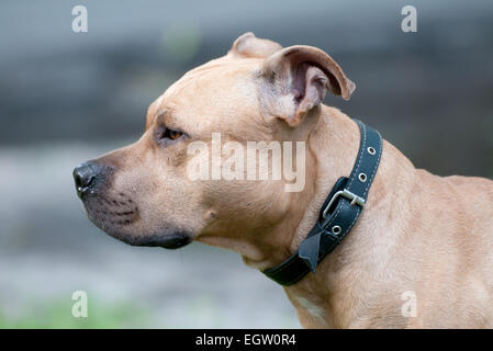 Dog breed Staffordshire Bull Terrier Stock Photo