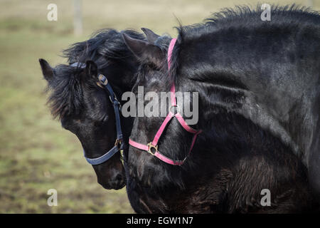 Beauty foal - friesian horse stallion Stock Photo